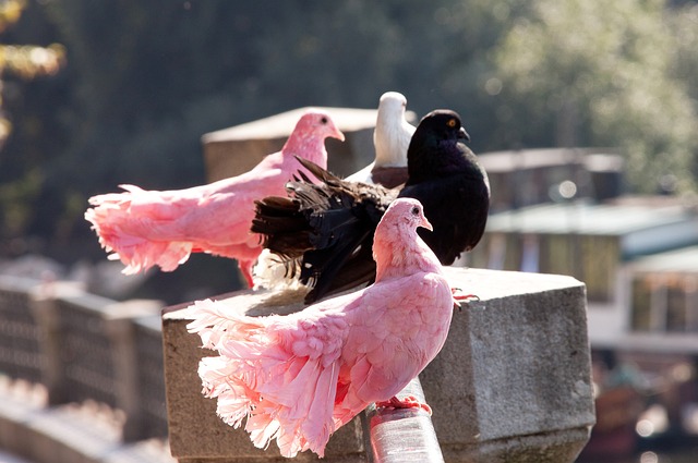 吴艳妮在 吴艳妮在
